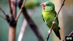 Foto de archivo de un perico. 